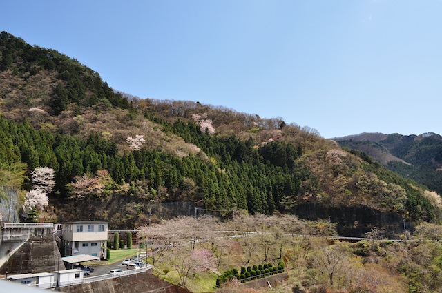 草木ダムはソメイヨシノから山桜へ〜わたらせ渓谷鐵道沿線の春_d0038190_22125714.jpg