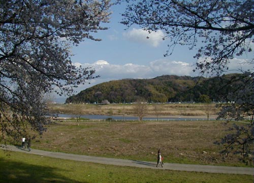 ●今年の桜、その8-背割り桜_d0053294_23253715.jpg