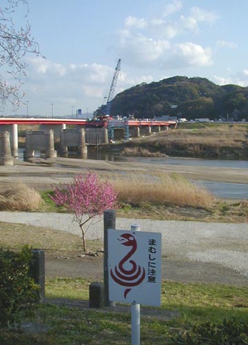 ●今年の桜、その8-背割り桜_d0053294_2327768.jpg