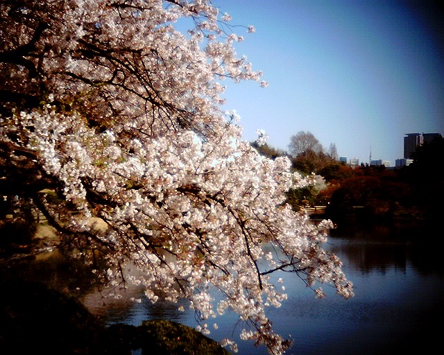 新宿御苑の桜＊トイデジ、vq1015 entry_e0205297_14183311.jpg