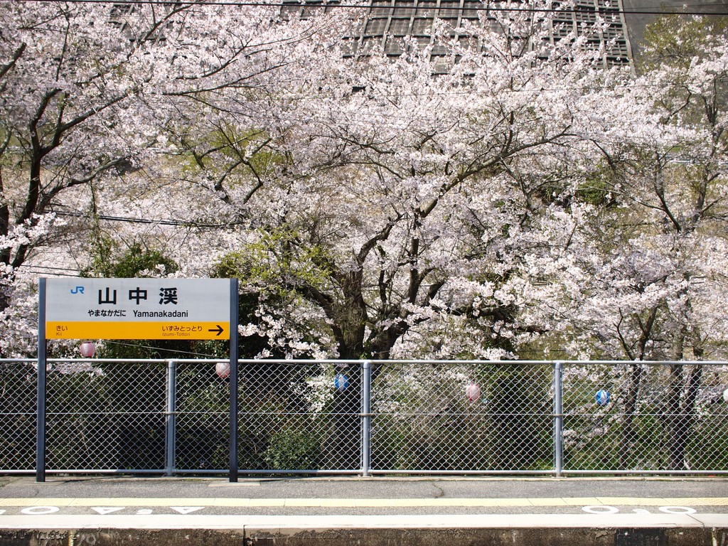 まだまだ「桜」載せます ～ 山中渓 編 ③_b0138101_21101572.jpg