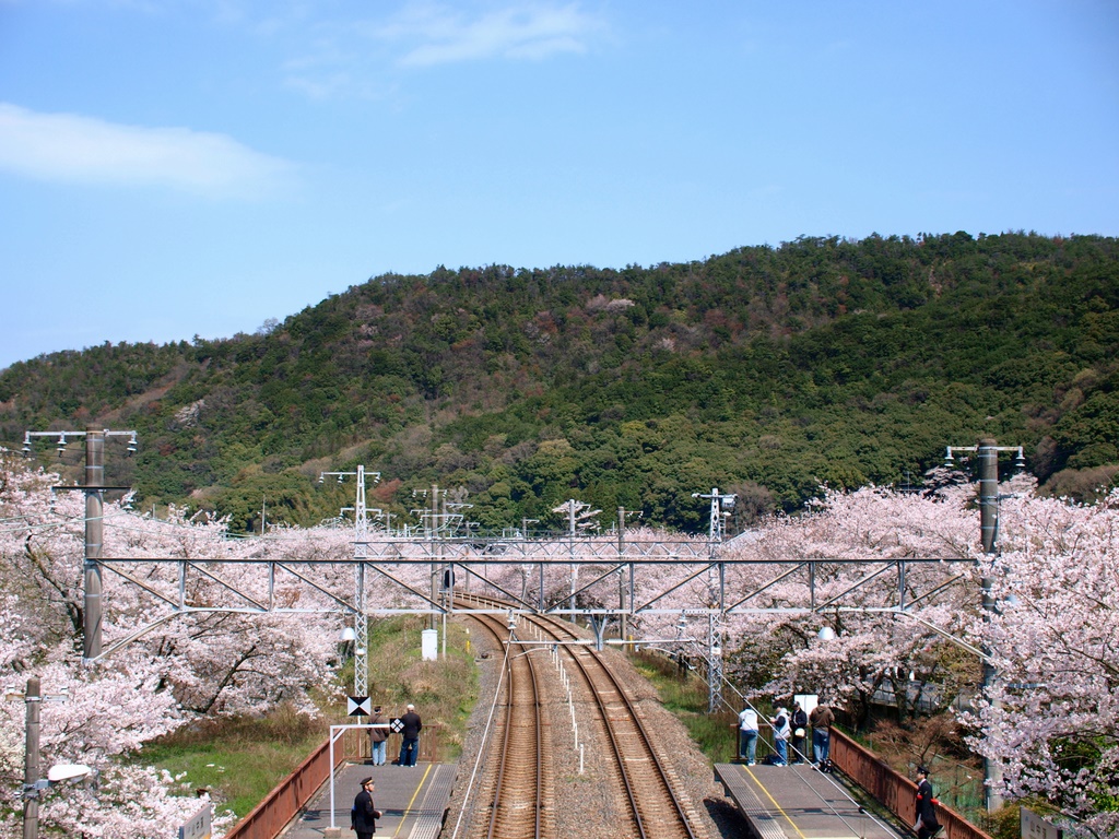 まだまだ「桜」載せます ～ 山中渓 編 ③_b0138101_21103659.jpg