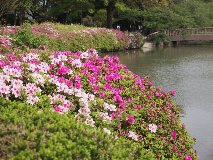 名古屋城の藤と名城公園のお花＆野鳥_e0075403_2135132.jpg