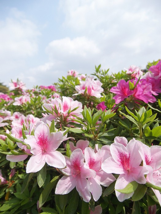 名古屋城の藤と名城公園のお花＆野鳥_e0075403_2135534.jpg