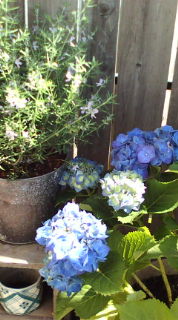 f0148410_06271.jpg