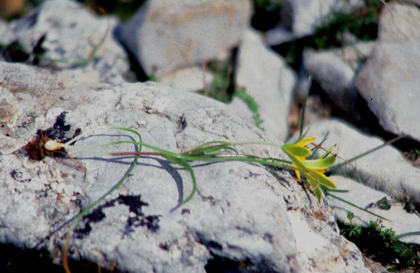 クレタ島の植物⑤（最終回）_d0143719_7364114.jpg