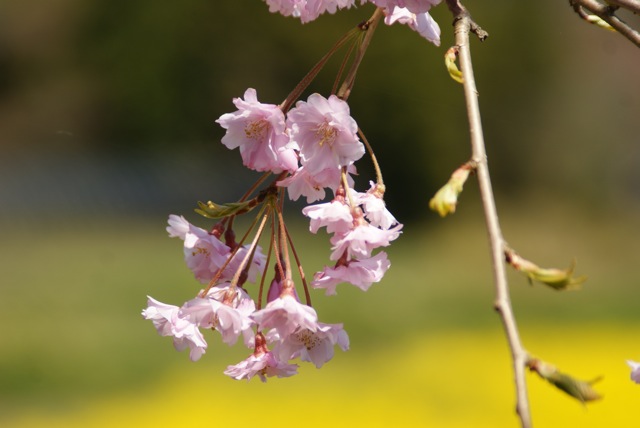 いつものように桜が咲いた_f0143119_8331213.jpg