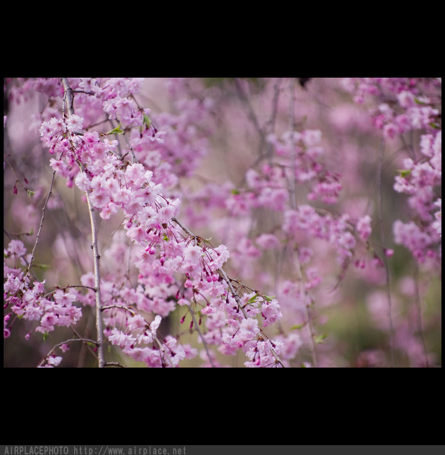 小石川後楽園　桜散策編（四）_f0086721_1352843.jpg