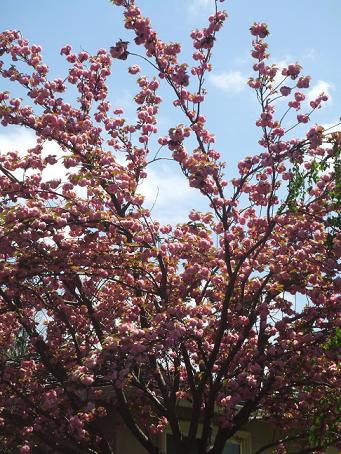 カリフォルニアのSAKURA☆_b0198033_13411810.jpg