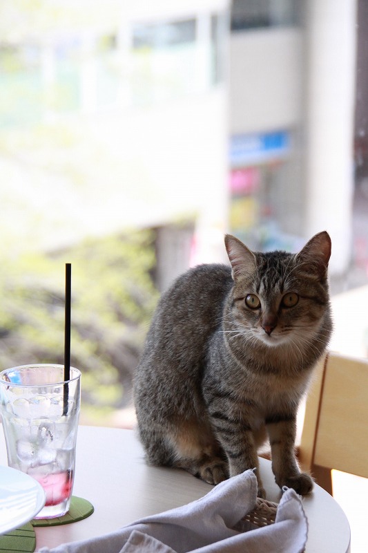 福岡市西鉄福岡 天神 Neko Cafe Keurig The Loft 新 間違いだらけの猫カフェ選び 福岡市西鉄福岡 天神 Neko Cafe Keurig The Loft 新 間違いだらけの猫カフェ選び