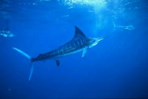 GW の計画と準備はいかがですか??【カジキ・マグロトローリング】_f0009039_1253648.jpg