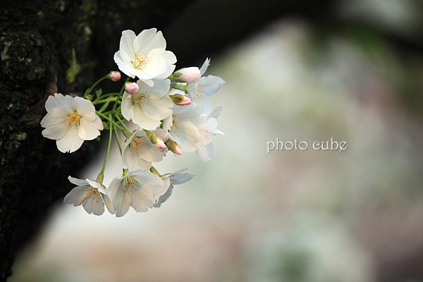 花吹雪が舞った日_b0195043_1141739.jpg