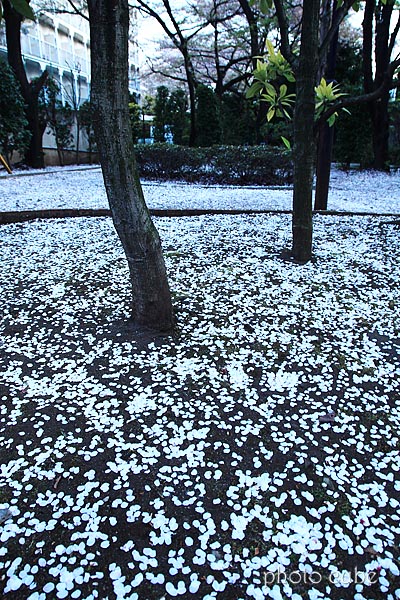 花吹雪が舞った日_b0195043_13382758.jpg