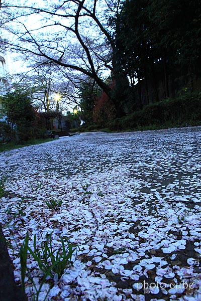 花吹雪が舞った日_b0195043_13405868.jpg