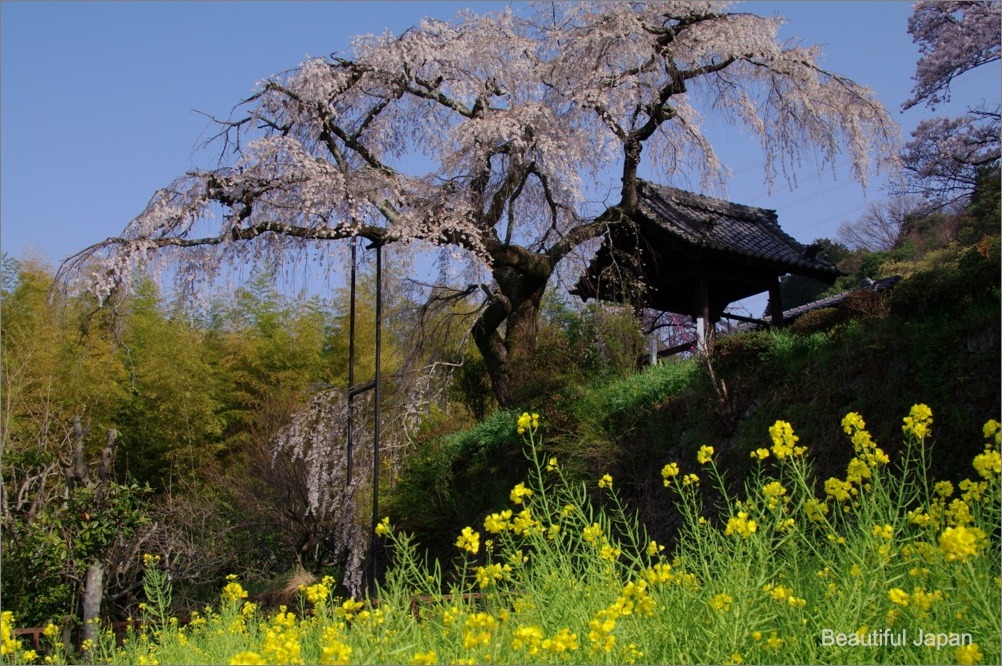 地蔵禅院のしだれ桜_d0058445_6472427.jpg