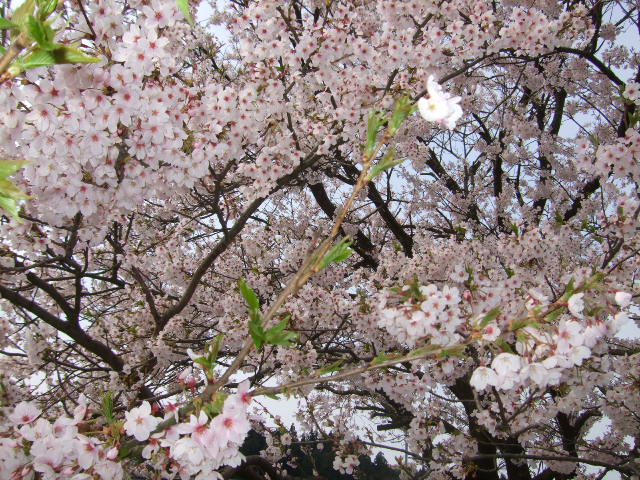 桜で何をするの・・・？_d0166047_2239018.jpg