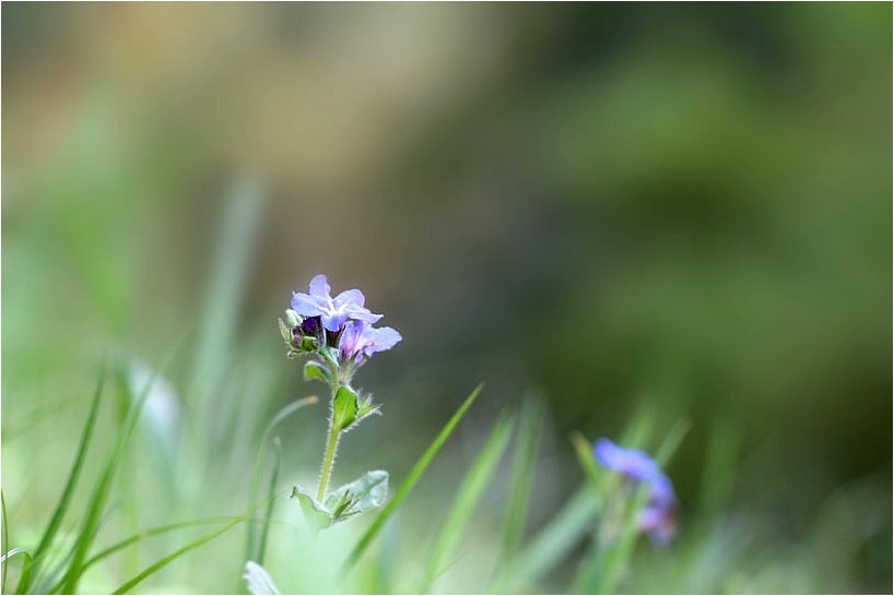 ホタルカズラ 野草風薫 ホタルカズラ 野草風薫