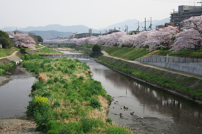 高野川～本満寺・桜散歩_f0155048_040551.jpg