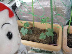 d0197949_1991919.gif