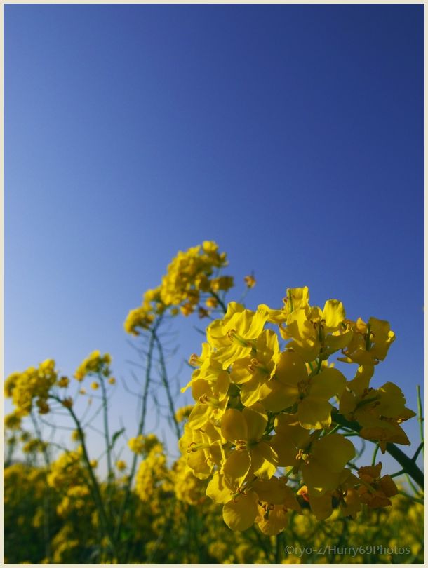 印西で見つけた菜の花　GRDIII_e0063851_2143135.jpg