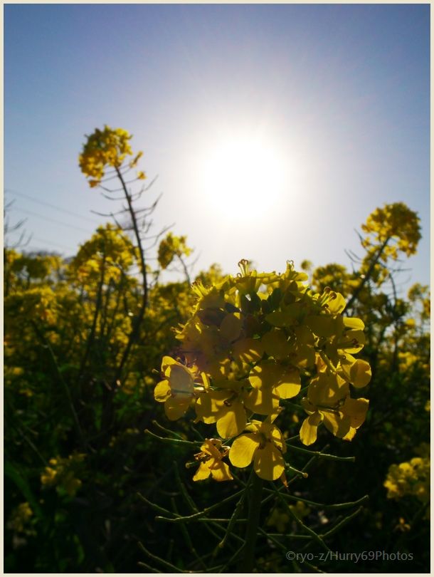 印西で見つけた菜の花　GRDIII_e0063851_21433137.jpg