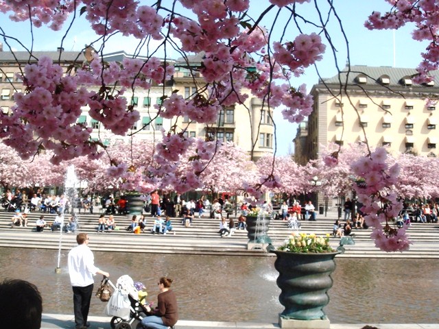 桜、桜　＠　kungsträdgården王立公園、ストックホルム_f0182951_663515.jpg