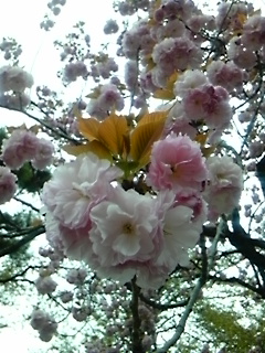 4月に思うこと_a0061057_2313572.jpg
