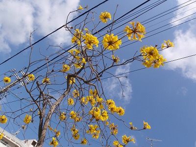 初めての花_c0180460_15132267.jpg