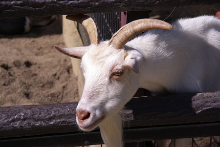 茶臼山／城山動物園の顔・顔・顔_d0136460_21302257.jpg