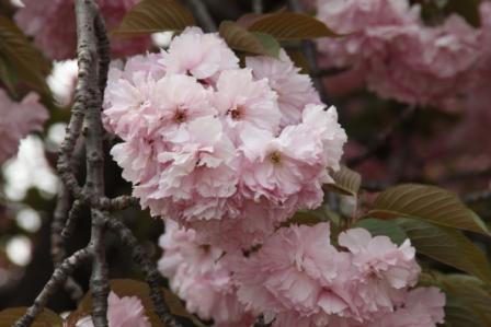 公園の八重桜満開_a0117168_9113167.jpg