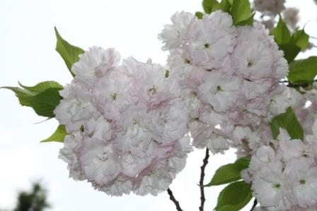 公園の八重桜満開_a0117168_9115855.jpg