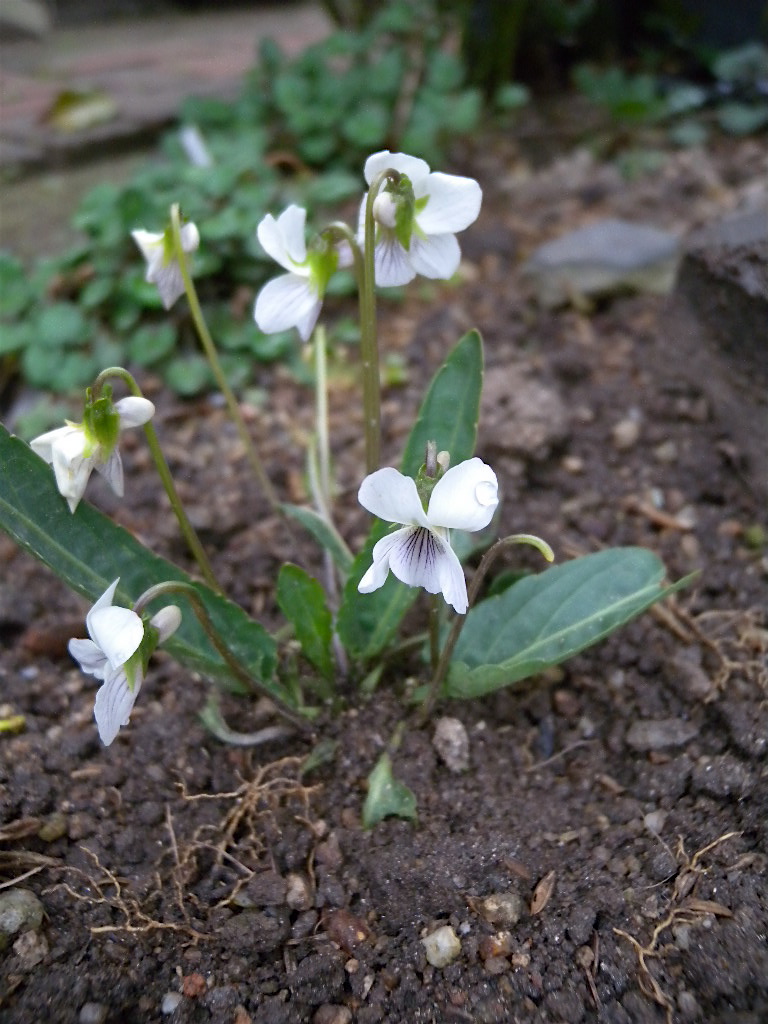 La fête du muguet ,c\'est bientôt!  もうすぐ鈴蘭の日　その2_b0113868_21533374.jpg