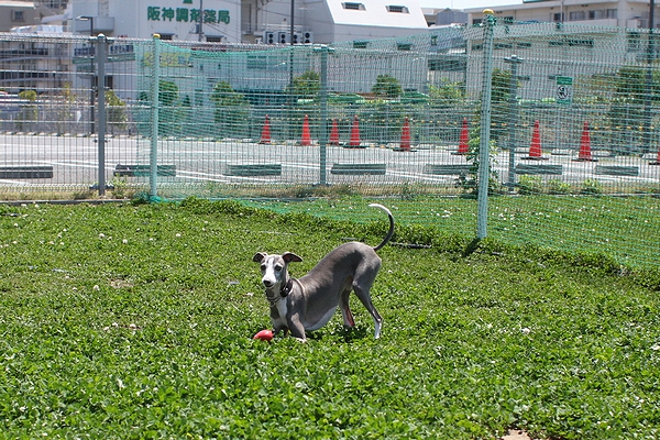 イタグレご一行様、BARK FARM と元町と_b0069169_16135728.jpg