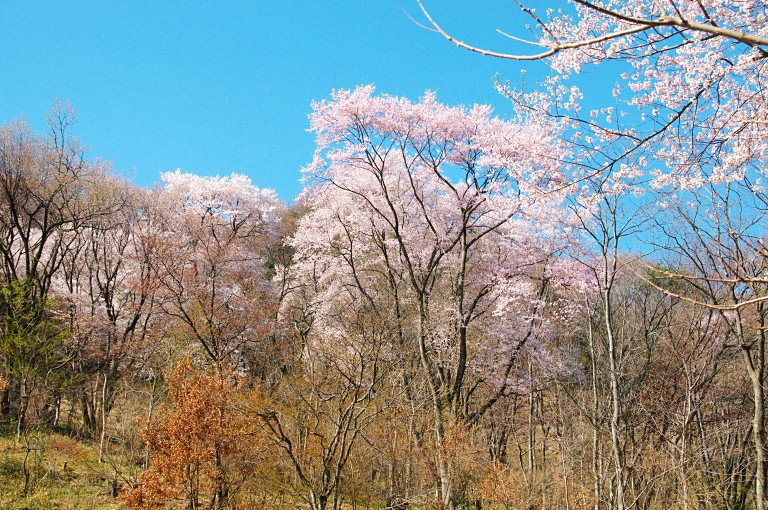 黒川のエドヒガン１--20110412_a0050572_10355576.jpg