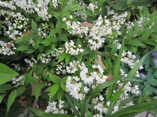モーニング・カフェ_b0214473_16514455.jpg