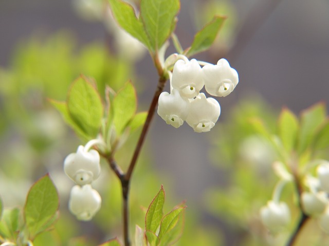 満天星 ドウダンツツジ の花達 自然風の自然風だより