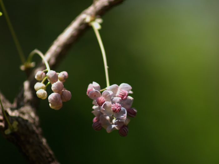 赤塚植物園～続き～_a0161380_1158430.jpg