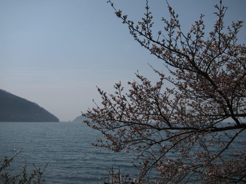 カヤックで湖上から桜を...がサイクリングに変更－琵琶湖・海津大崎_e0138081_1637767.jpg