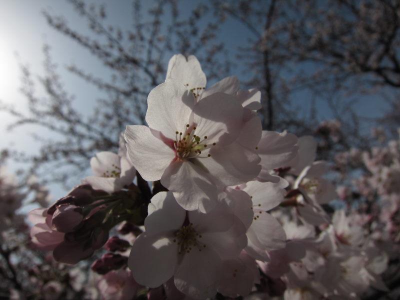 カヤックで湖上から桜を...がサイクリングに変更－琵琶湖・海津大崎_e0138081_17112348.jpg