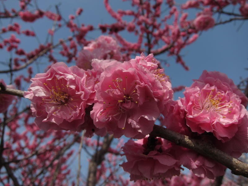 カヤックで湖上から桜を...がサイクリングに変更－琵琶湖・海津大崎_e0138081_17124556.jpg