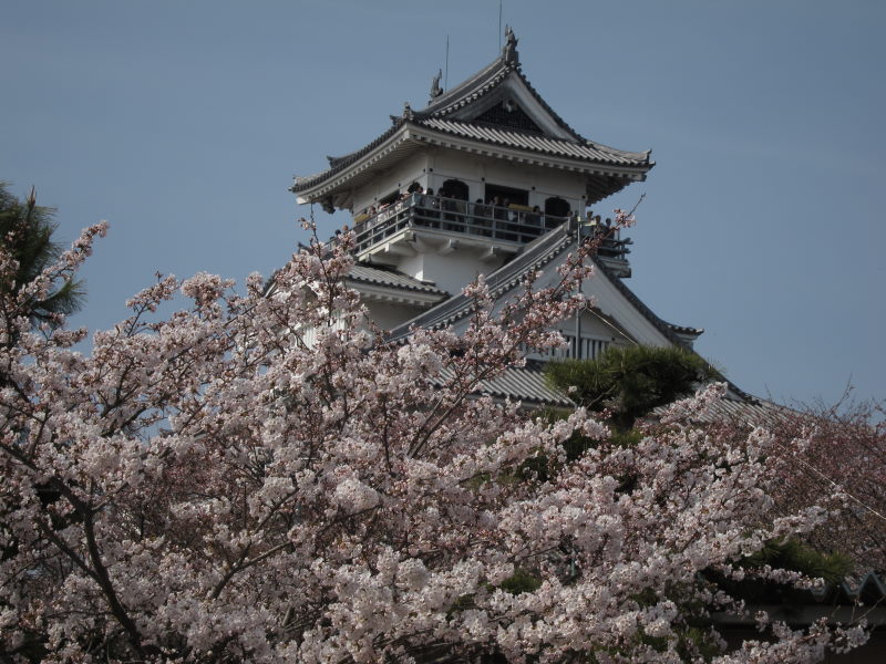 カヤックで湖上から桜を...がサイクリングに変更－琵琶湖・海津大崎_e0138081_17132129.jpg