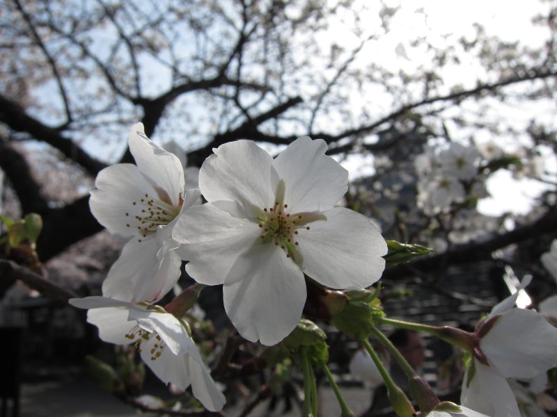 カヤックで湖上から桜を...がサイクリングに変更－琵琶湖・海津大崎_e0138081_1715026.jpg