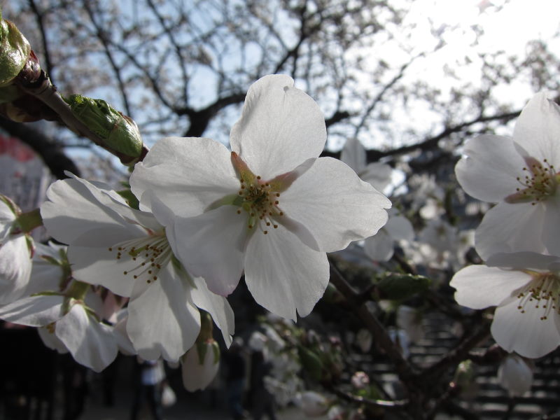 カヤックで湖上から桜を...がサイクリングに変更－琵琶湖・海津大崎_e0138081_17152947.jpg