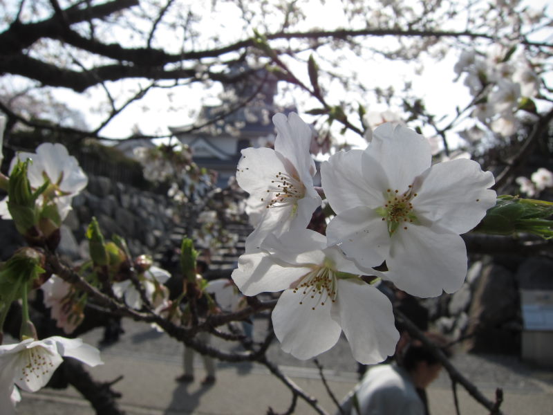 カヤックで湖上から桜を...がサイクリングに変更－琵琶湖・海津大崎_e0138081_17155951.jpg
