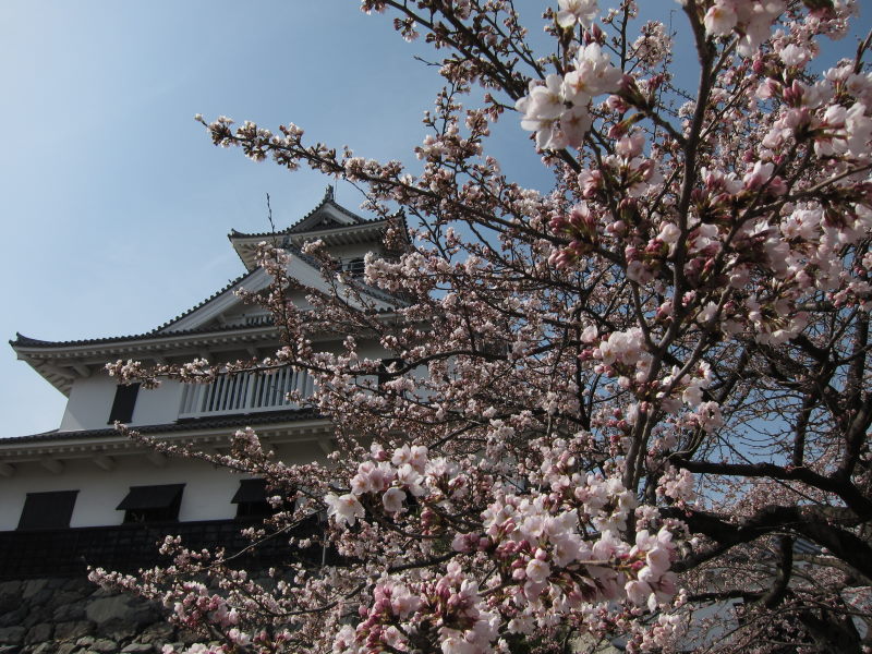 カヤックで湖上から桜を...がサイクリングに変更－琵琶湖・海津大崎_e0138081_1772753.jpg