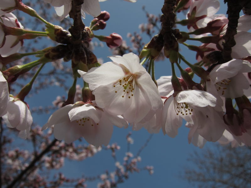 カヤックで湖上から桜を...がサイクリングに変更－琵琶湖・海津大崎_e0138081_178314.jpg