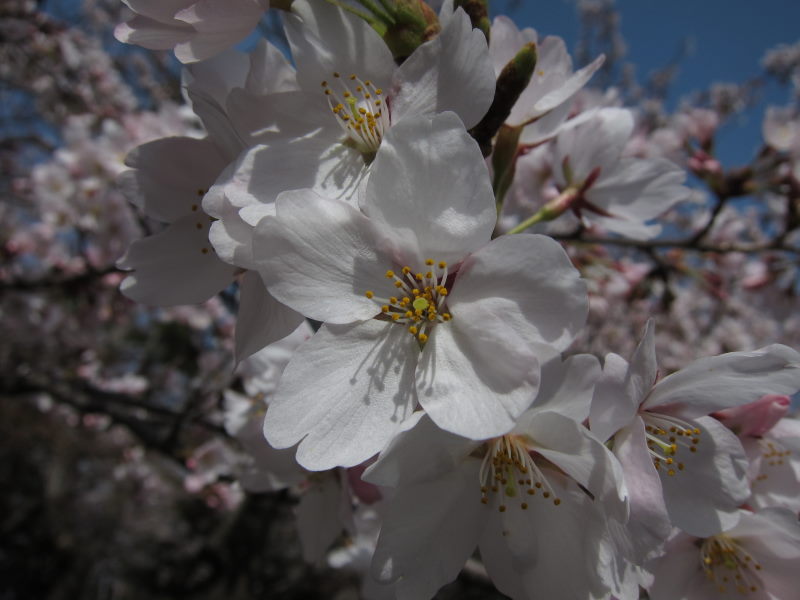 カヤックで湖上から桜を...がサイクリングに変更－琵琶湖・海津大崎_e0138081_1785699.jpg