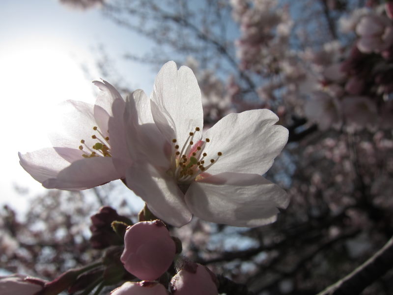 カヤックで湖上から桜を...がサイクリングに変更－琵琶湖・海津大崎_e0138081_1792184.jpg