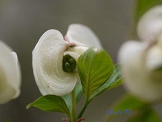 春の植物園 珍しい花、どこにでもある花、いろいろ(^^♪_b0175688_20472.jpg