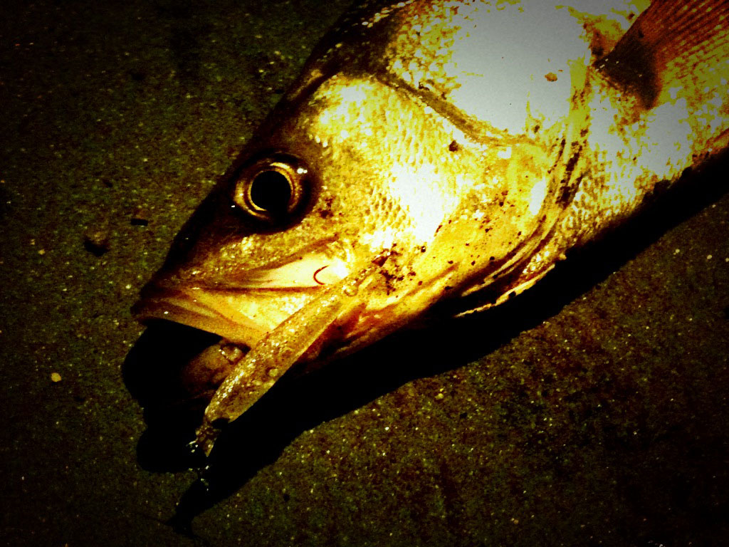 c0060593_1858753.jpg